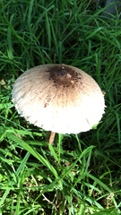 Macrolepiota procera
