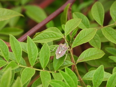 Dolycoris