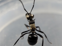 Polyrhachis argentosa