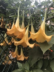 Brugmansia