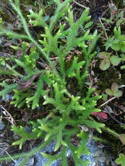 Lycopodium japonicum