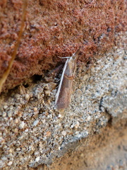 Pyraloidea