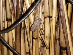 Pyraloidea