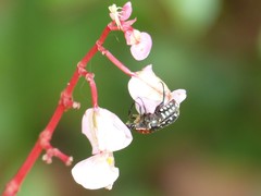 Clinteroides permutans