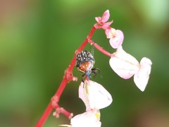 Clinteroides permutans