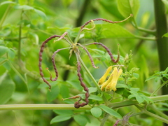 Dactylicapnos torulosa