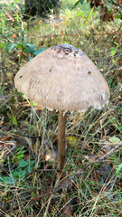 Macrolepiota procera