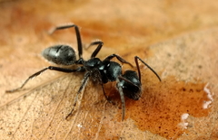 Calomyrmex