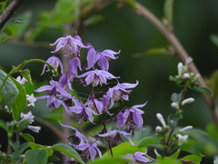 Thalictrum delavayi