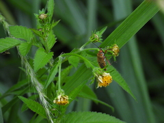 Pyrrhopeplus posthumus