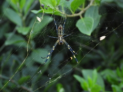 Trichonephila clavata