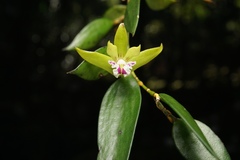 Dendrobium pugioniforme