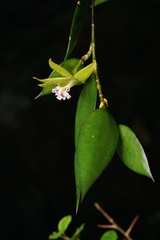 Dendrobium pugioniforme