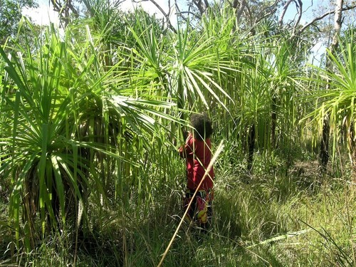 Screw Palm