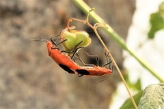 Pentatomomorpha