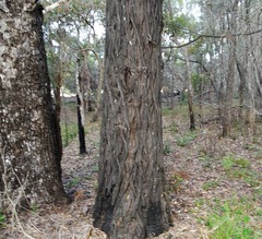 Callitris columellaris