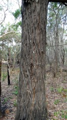 Callitris columellaris