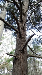 Callitris columellaris