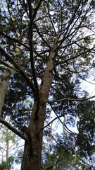 Callitris columellaris