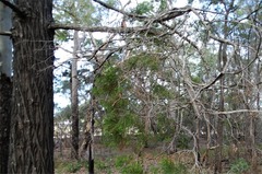 Callitris columellaris