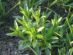 Scrophularia umbrosa