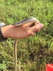 Ophisaurus attenuatus