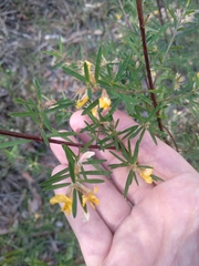 Pultenaea blakelyi