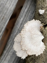 Schizophyllum commune