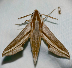 Theretra monteironis