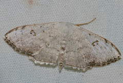 Problepsis figurata