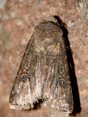 Agrotis segetum