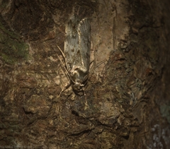Barea nymphica