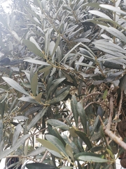 Olea europaea