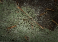 Tamopsis tweedensis