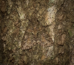 Polyclysta hypogrammata