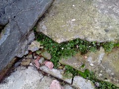 Marchantia polymorpha ruderalis