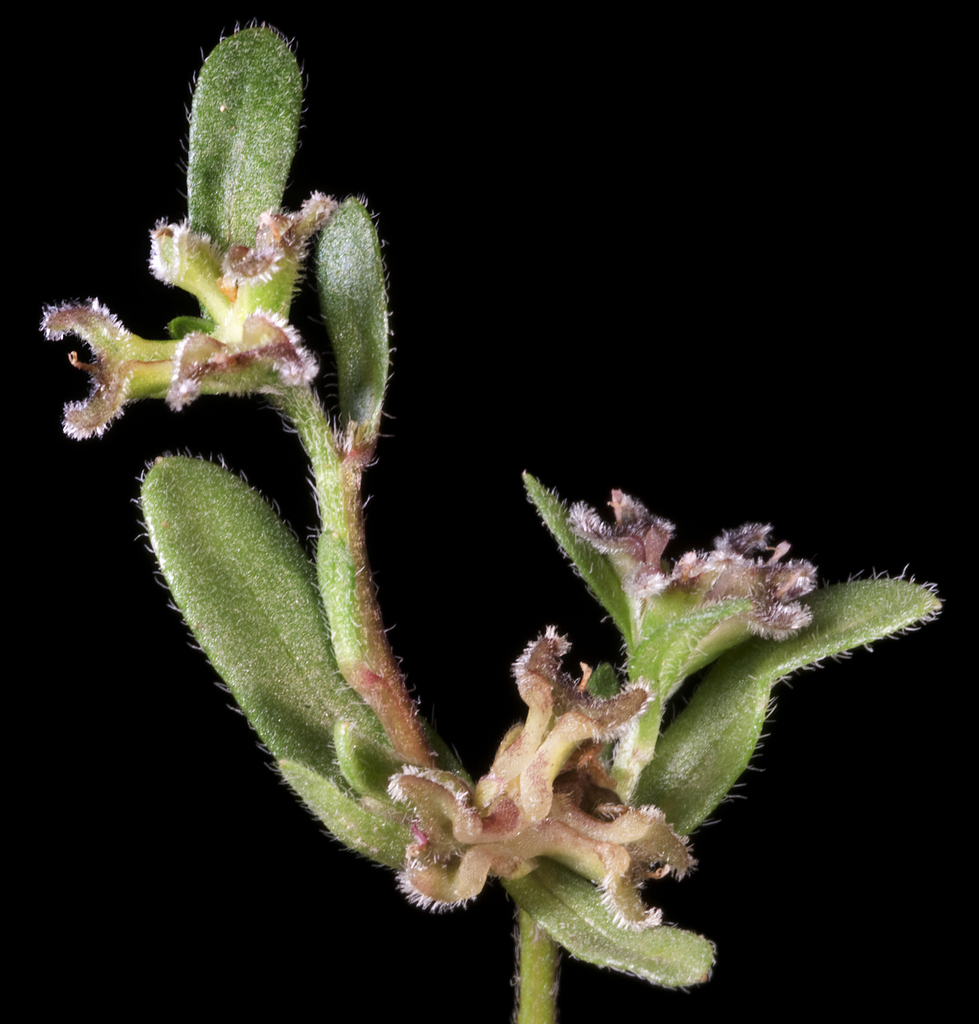 Ceratogyne