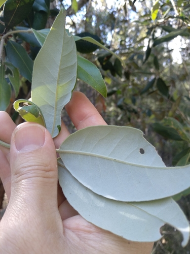 Syncarpia glomulifera