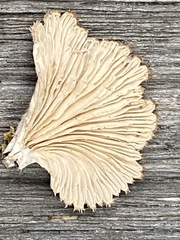 Schizophyllum commune