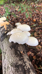 Oudemansiella mucida