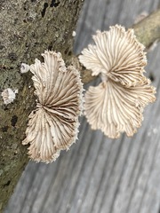 Schizophyllum commune