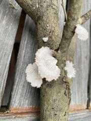 Schizophyllum commune