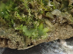 Notothylas orbicularis