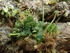 Anthoceros agrestis