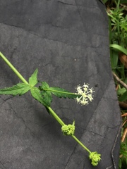 Hydrocotyle geraniifolia