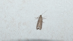 Pyralidae