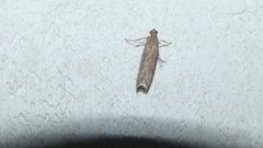 Pyralidae