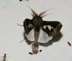 Antiophlebia bracteata
