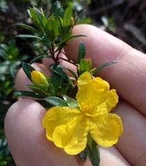 Hibbertia nitida