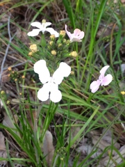 Stylidium affine